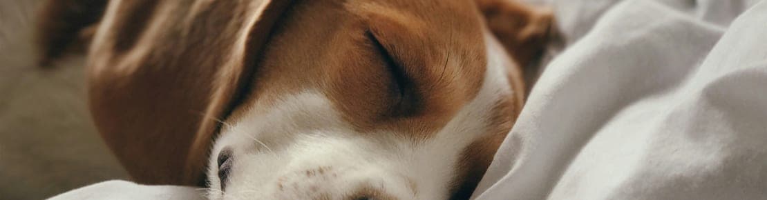 The heart of JOJU Pet Care