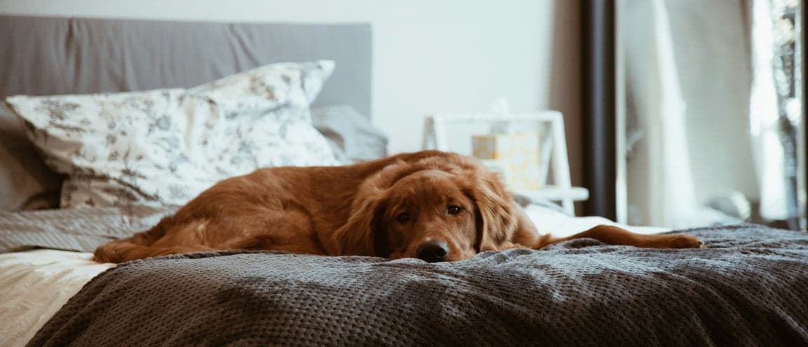 keeps every companion comfortable.
